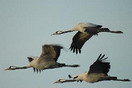 Grullas volando sorbre las pusztas